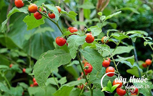 hinh-anh-cay-ca-gai-leo